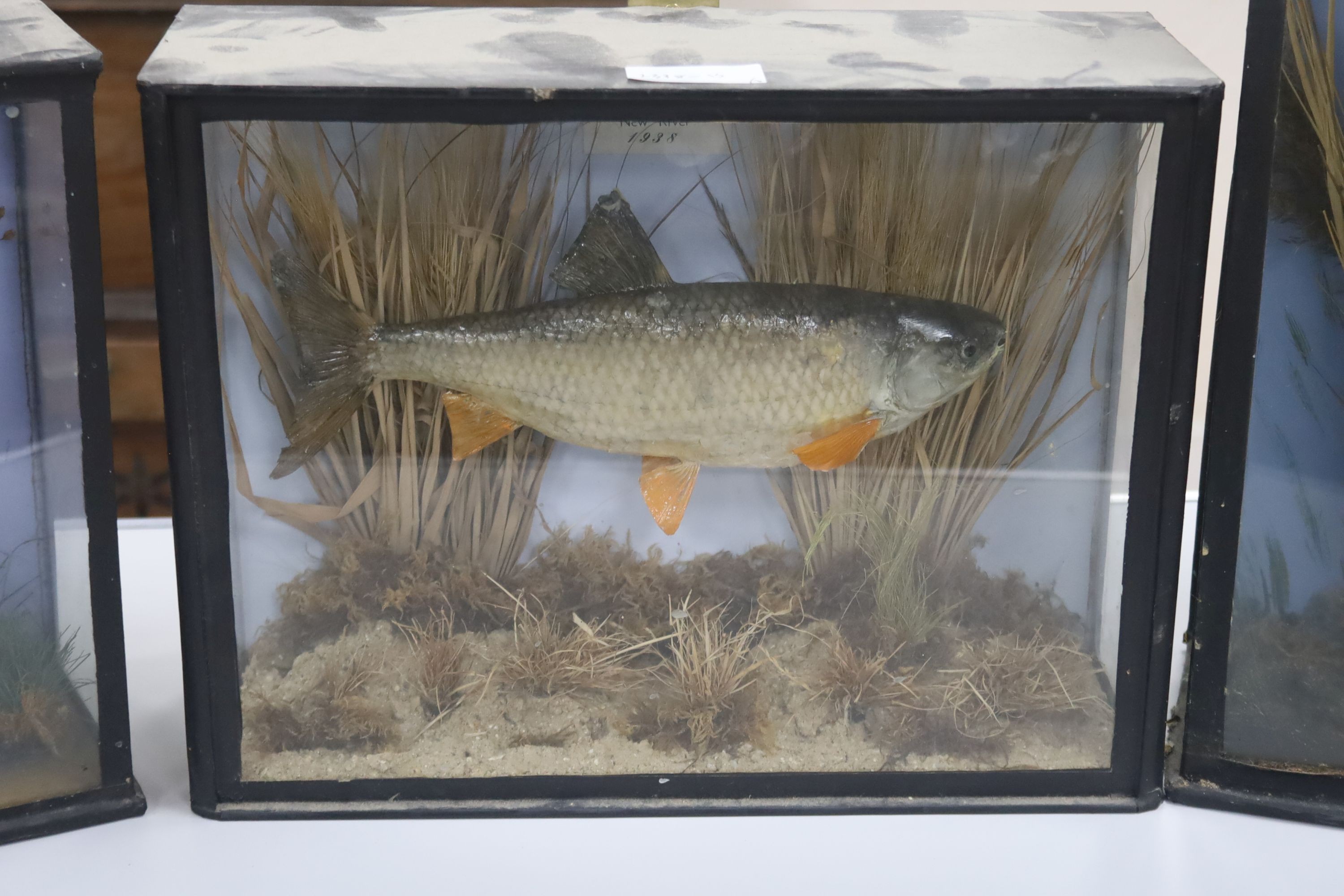 Three cased taxidermic fish, largest 60 x 47cm